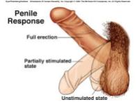 penise